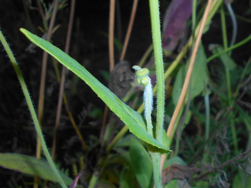 Emilia coccinea