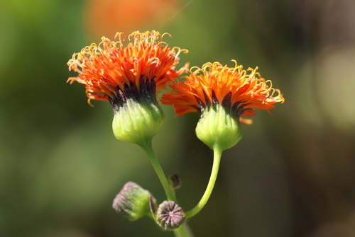 Emilia coccinea