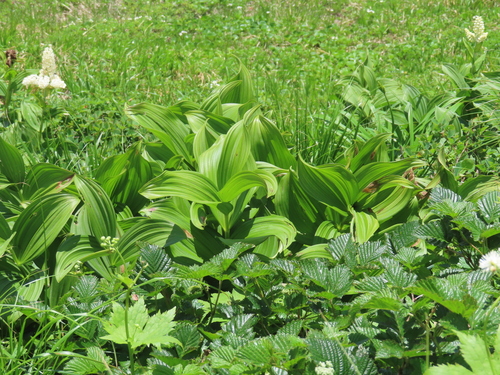 Veratrum stamineum, photograph 5