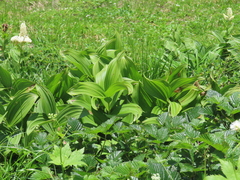Veratrum stamineum, photograph (c) Timur Kalininsky, some rights reserved (CC BY)
