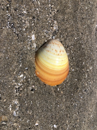 Laevicardium elatum observed 2025-07-29
