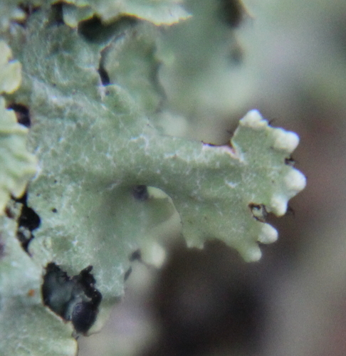 Black Sheet Lichen