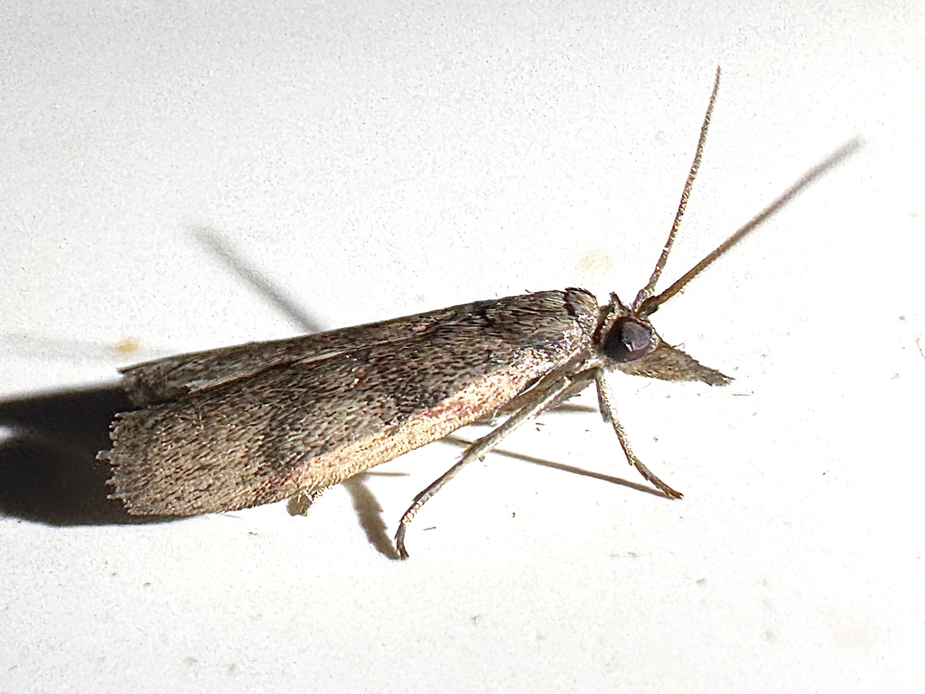 Long-palps Peoria