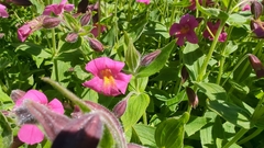 Pete Lypkie, CC BY, iNaturalist via GBIF Erythranthe lewisii, photograph Pete Lypkie, CC BY, iNaturalist via GBIF