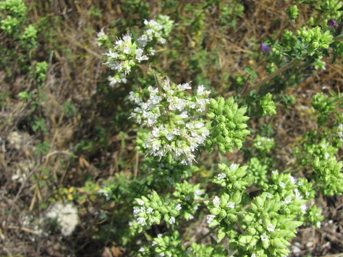 Origanum vulgare