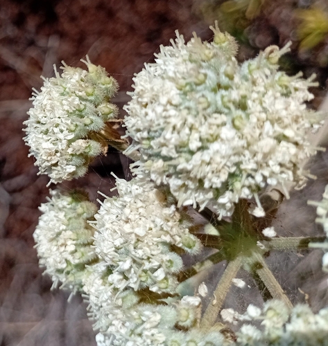 Magydaris panacifolia, photograph 3