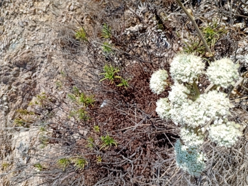 Magydaris panacifolia, photograph 4