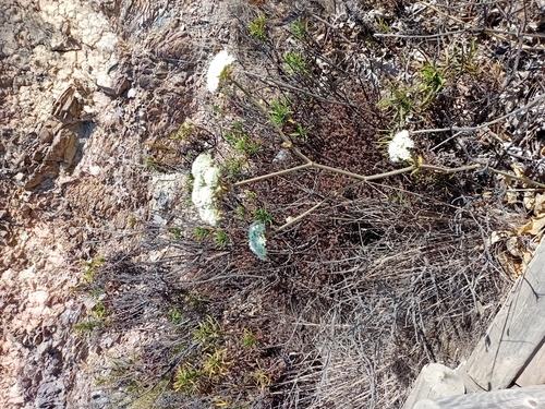 Magydaris panacifolia, photograph 5