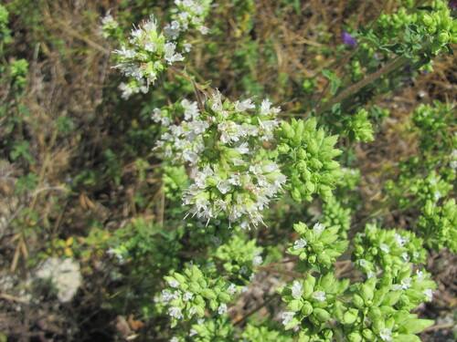 Origanum vulgare