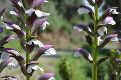 Acanthus mollis