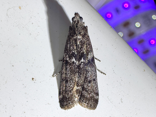 Speckled Black Pyla Moth photo 2