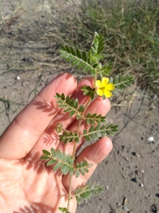 Tribulus terrestris