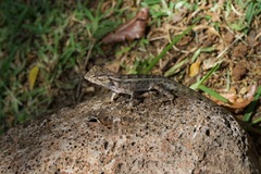Calotes versicolor