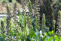 Acanthus mollis