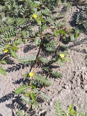 Tribulus terrestris