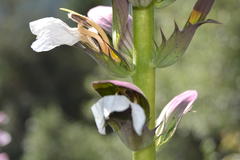 Acanthus mollis