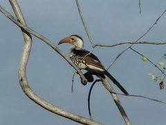 Tockus erythrorhynchus