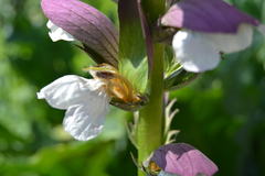 Acanthus mollis