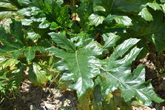 Acanthus mollis
