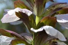 Acanthus mollis