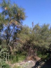 Parkinsonia aculeata