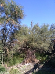 Parkinsonia aculeata