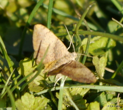Chrysolarentia