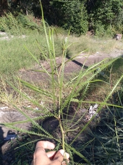 Parkinsonia aculeata