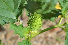 Datura stramonium