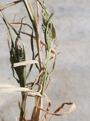 Angiospermae