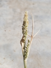 Angiospermae