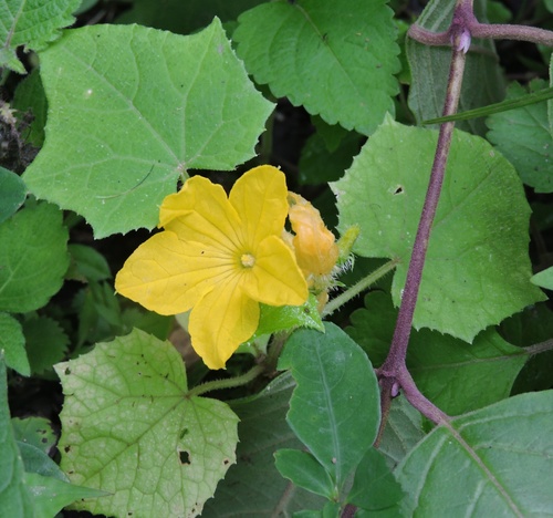 Cucumis sativus