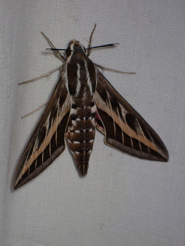 Hyles livornica