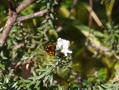 Metisella metis paris