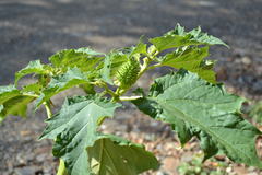 Datura stramonium