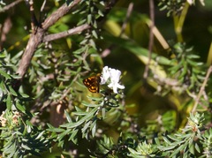 Metisella metis paris