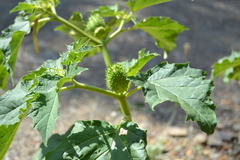 Datura stramonium