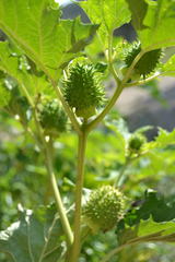 Datura stramonium