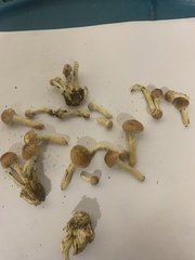 Gymnopilus luteofolius