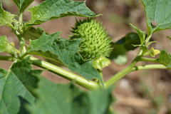 Datura stramonium