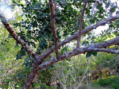 Tara cacalaco, photograph 4