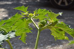 Datura stramonium