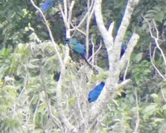 Lamprotornis caudatus