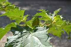 Datura stramonium