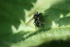 Periscepsia spathulata