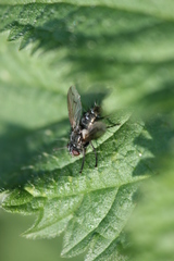 Periscepsia spathulata