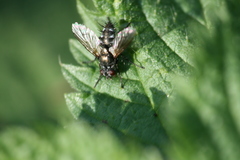 Periscepsia spathulata