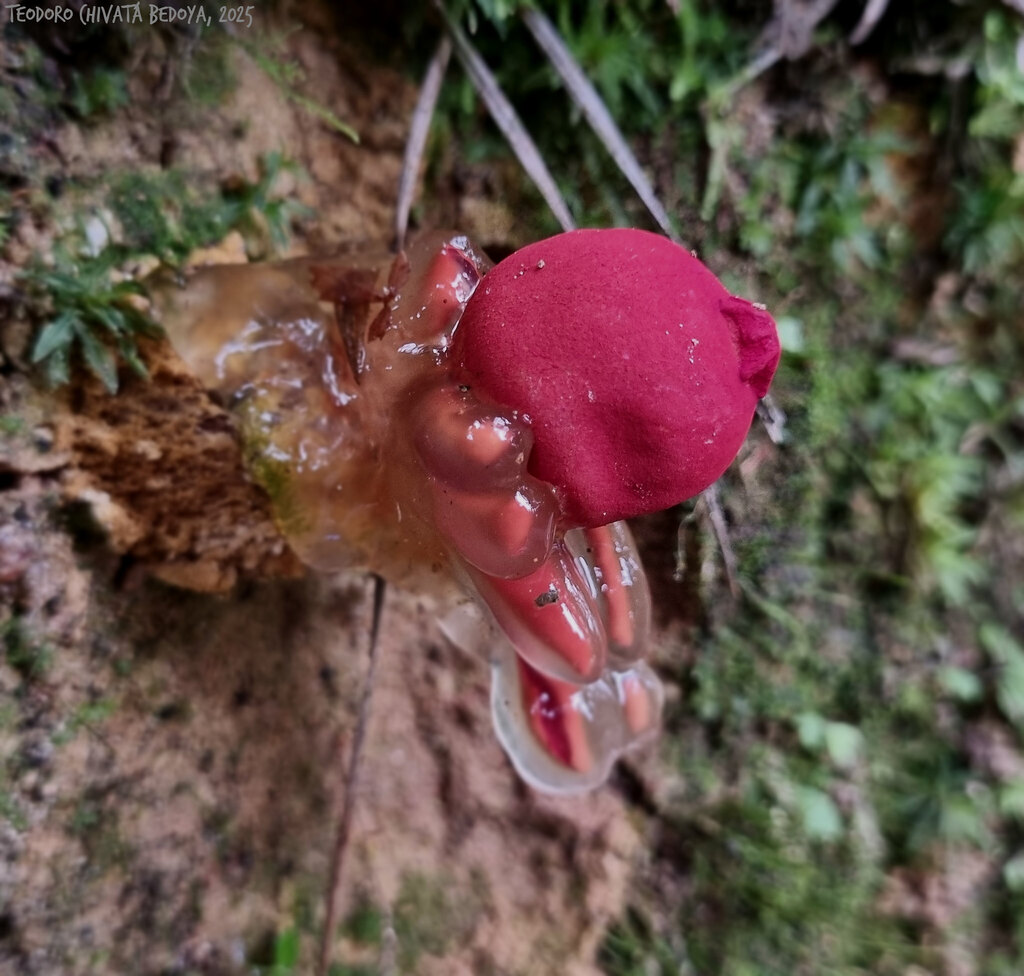 Calostoma cinnabarinum · June 2025 · photo: © teodoro_chivatabedoya (iNaturalist, cc-by)