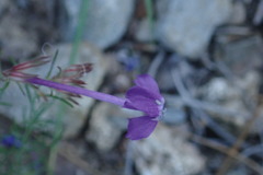 Ipomopsis thurberi