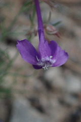 Ipomopsis thurberi